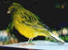 Fife green yellow (cock)