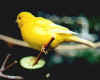 Fife yellow self (cock)