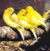 Fifes taking a sunbath (all cocks)