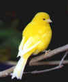 Fife yellow self (cock, 8 years old)