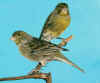 Please click on the thumbnail toenlarge the image!