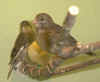 Please click on the thumbnail to enlarge the image!