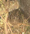 Please click on the thumbnail to enlarge the image!