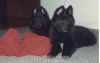 2Puppies.jpg (49906 bytes)