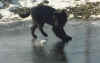 icePuppy.jpg (56792 bytes)