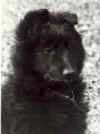 puppy1p40.jpg (9992 bytes)