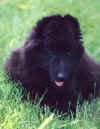 puppy2p40.jpg (10534 bytes)