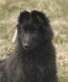 sitPuppy.jpg (51261 bytes)