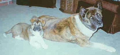 Domino and Dalyon