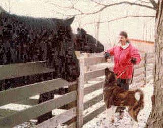 Dalyon & horses