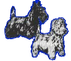 scottie and westie