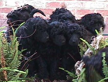 PWD puppies at six and a half weeks