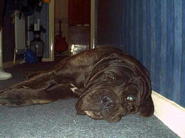 Homer