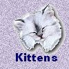 Available Kittens
