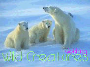 wild_04.gif (16180 bytes)
