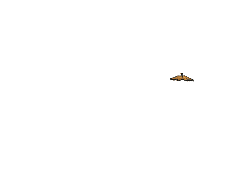 buterfl26a.gif
