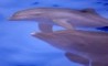 An artificially-conceived dolphin (top) prepares to surface with its mother at Hong Kong's Ocean Park June 27, 2001. -Photo (Bobby Yip/Reuters) 