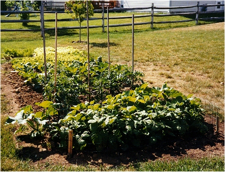 Garden Photo #1