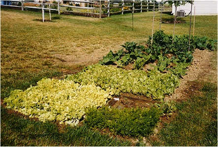 Garden Photo #2