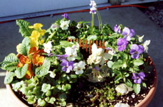 Fairy statuette in a container garden with pansies