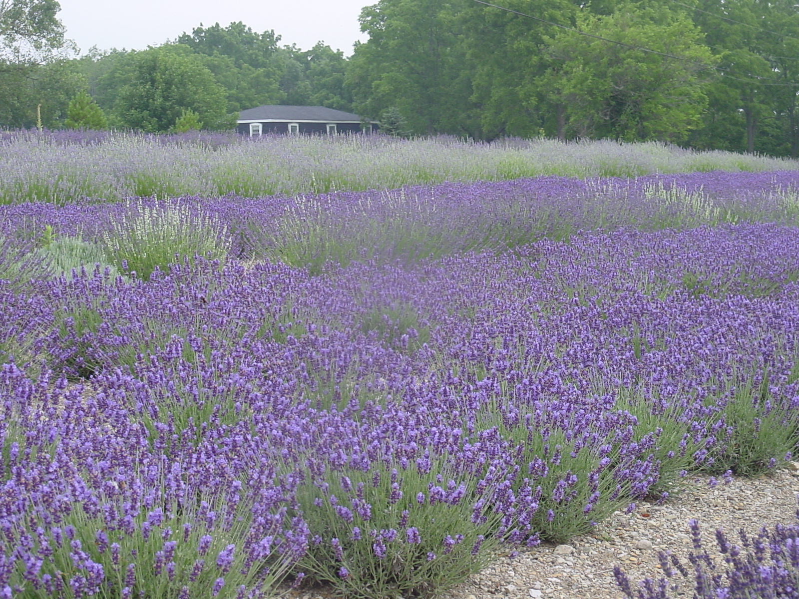 The lavender field in full bloom