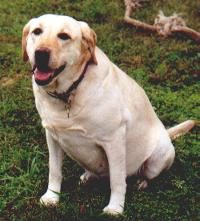 My dog Jasmine