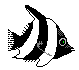 fish2.gif (1372 bytes)