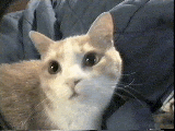 Cici