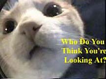 Who are you looking at?