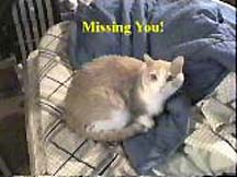 Miss You