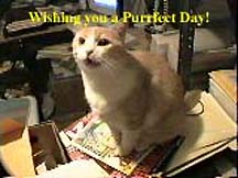Purrfect day!