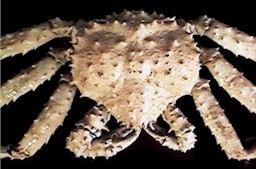 Close up of King Crab Mounted on Our Wall 1999