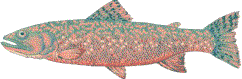Rainbow Trout