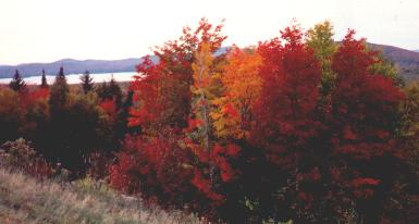 Fall Foliage, October 1991