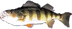 yellow perch caught May 11, 1999