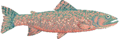 Rainbow Trout
