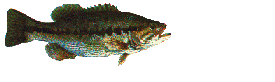 bass