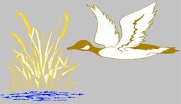 duck