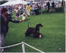 {A99' Hound Classic ɂRWBI