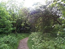 Paull woods, early summer - no enlargement