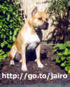 jairo_sit.jpg (88827 bytes)