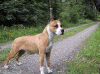 siff01.gif (85964 bytes)