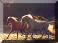 Horse Heaven Adoption Barn