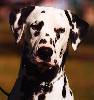 The Dalmatian WebRing