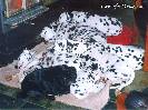Yarrowfell Dalmatians background