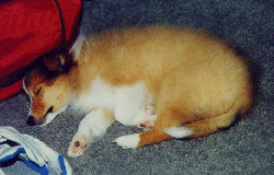 Baby Laddie 2 picture