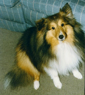 Bear