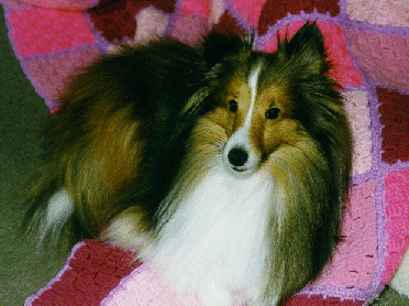 Laddie picture