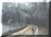 Beaty_Hills22-25Jan2000-d.jpg (167004 bytes)