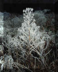 Beaty_Hills22-25Jan2000-e.jpg (229128 bytes)